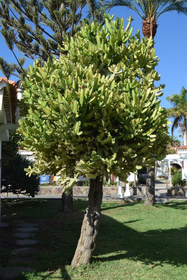 Parque Golf Fresh Leilighet Maspalomas  Eksteriør bilde